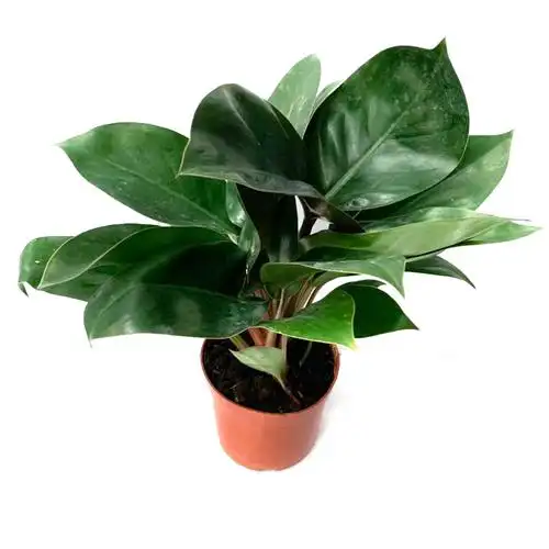 大叶叶植物常青四季植物客厅观红钻办公室内满绿绒绿植