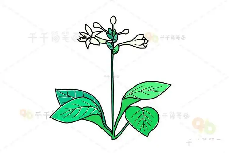 玉簪花简笔画教程