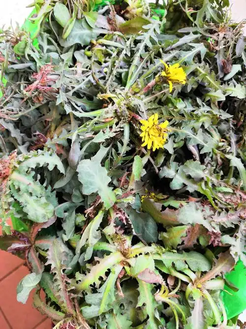 初春野菜美食香