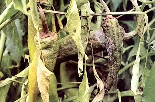 辣椒烂果什么病该如何防治