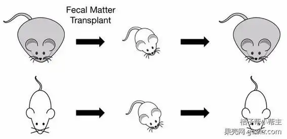 无菌鼠在接种胖小鼠体内菌群之后,也变胖了.