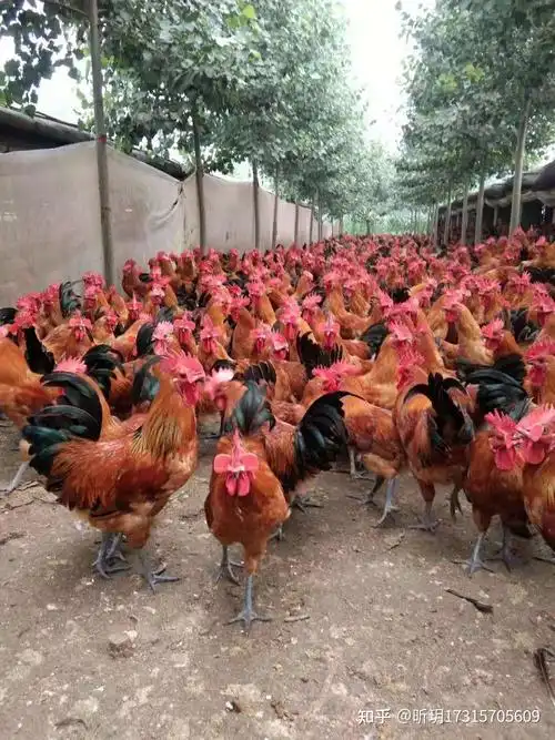 鸡冠子不红是怎么回事鸡冠长不大不红怎么办鸡冠怎样喂又红又大鸡吃