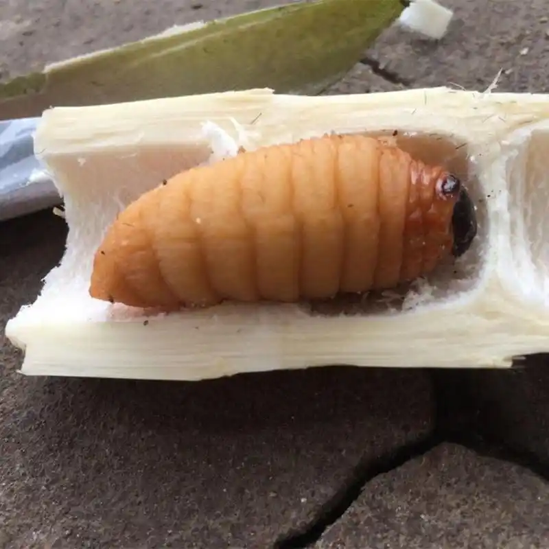 速冻大竹虫竹笋虫竹蛹干冻大竹蛆笋蛆笋子虫生鲜 2000克(4斤) 竹笋虫