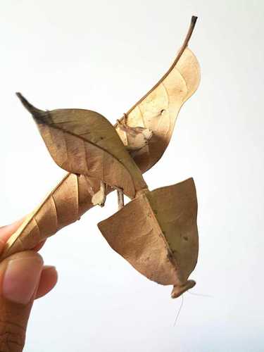 一折另类宠物活体_森林野人  枯叶螳螂 活体螳螂  宠物活体摄影昆虫