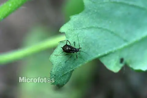 p>红花指管蚜, i>uroleucon gobonis  /i>(matsumura),为 a target="