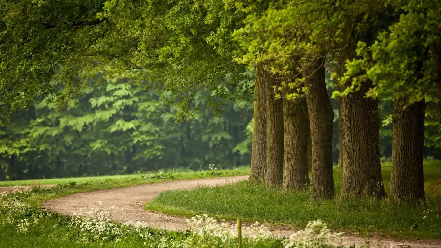 清新自然的绿色树木高清桌面壁纸下载高清大图预览1920x1080_风景壁纸