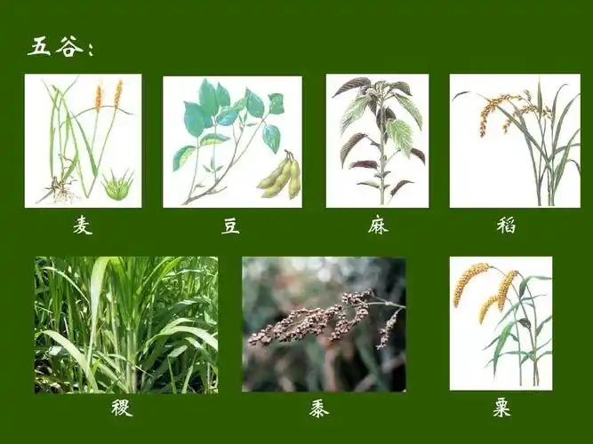 中国农业发展史ppt