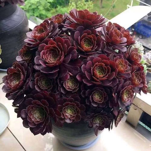 法师多肉植物红心万圣节缀化玫瑰缀肉肉老桩大手捧超大颗特价清仓