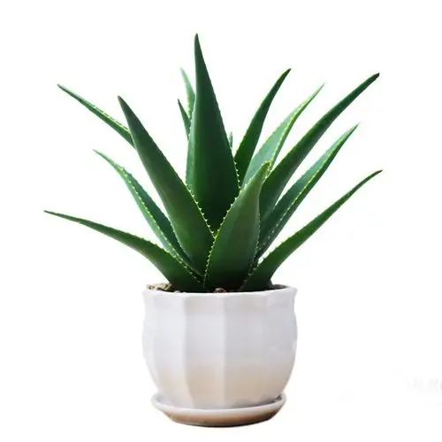 绿化产品芦荟盆栽室内净化空气植物大号花瓣白瓷盆美人芦荟10单位组