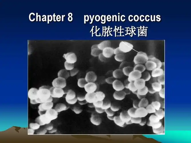 医学微生物学英文课件--球菌 chapter   pyogenic coccus 化脓性球菌