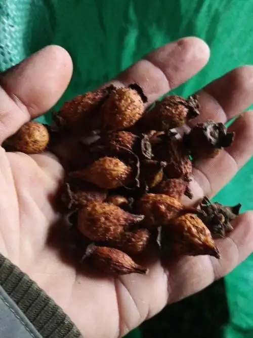 补肾泡酒料野生金樱子干货90元5斤包邮