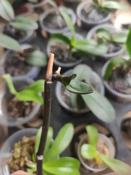 蝴蝶兰  #蝴蝶兰长侧芽  #蝴蝶兰花梗繁殖  #蝴蝶兰养护  #小红书