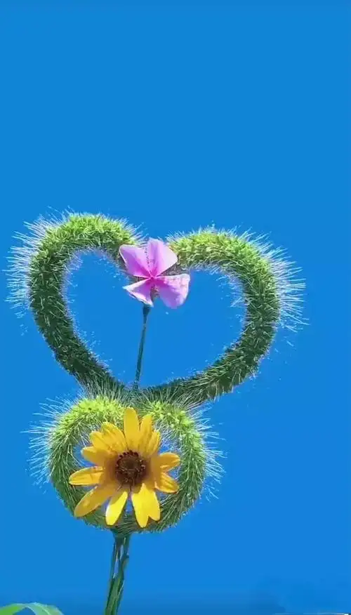 狗尾巴草的夏天