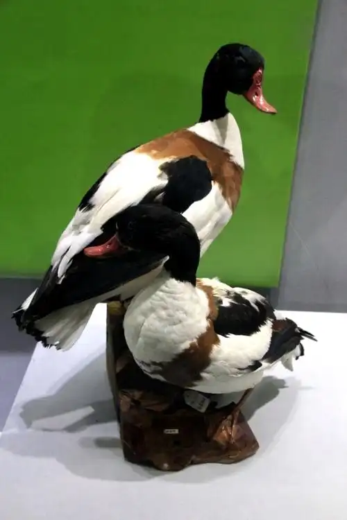 【博物馆之旅】嘉兴博物馆鸟类标本特展