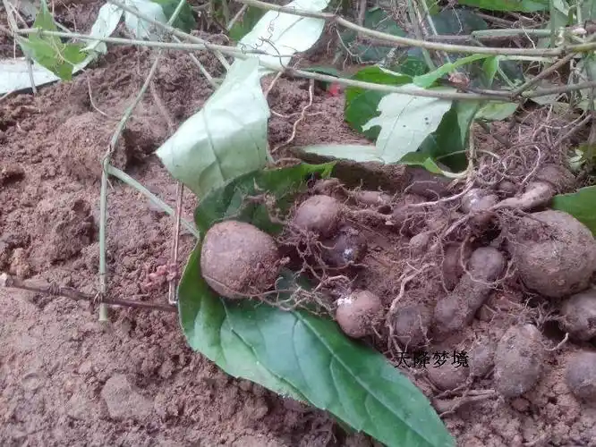 野生药材新鲜三叶青 金线吊葫芦丝线吊金钟三叶对三叶扁藤500克