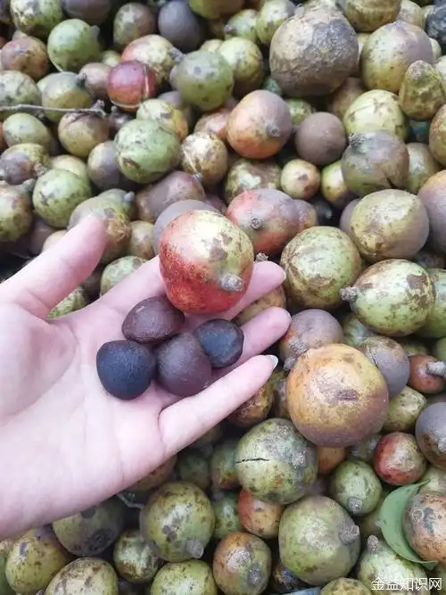 木子油的功效与作用