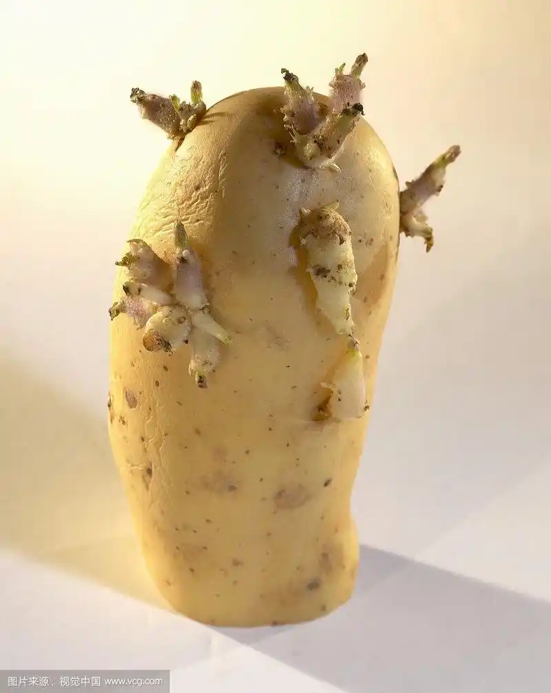 发芽的土豆