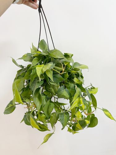 花叶杏叶藤斑叶心叶藤绿萝客厅常绿叶易养活吸甲醛防辐射吊兰植物--爱