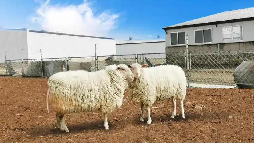 除了内蒙古本地区以外,蒙天然奶绵羊远销河北,黑龙江,安徽等地,各地