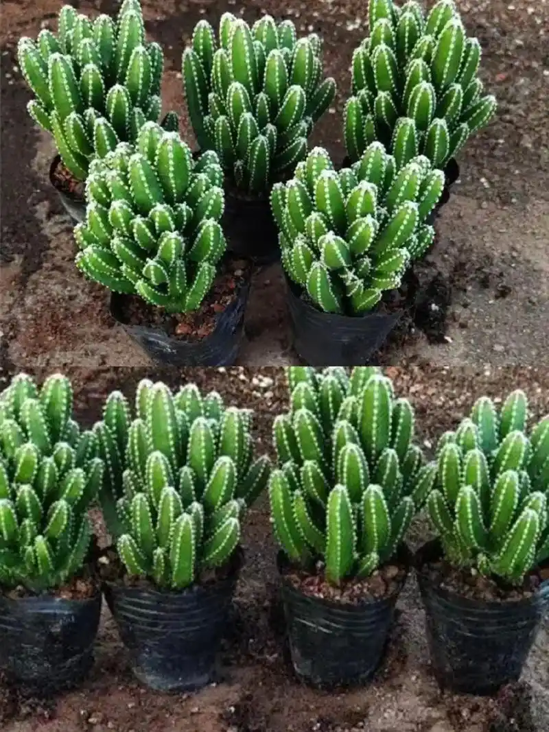 多肉植物万重山仙人掌室内绿植防辐射吸甲醛盆栽 - 抖音