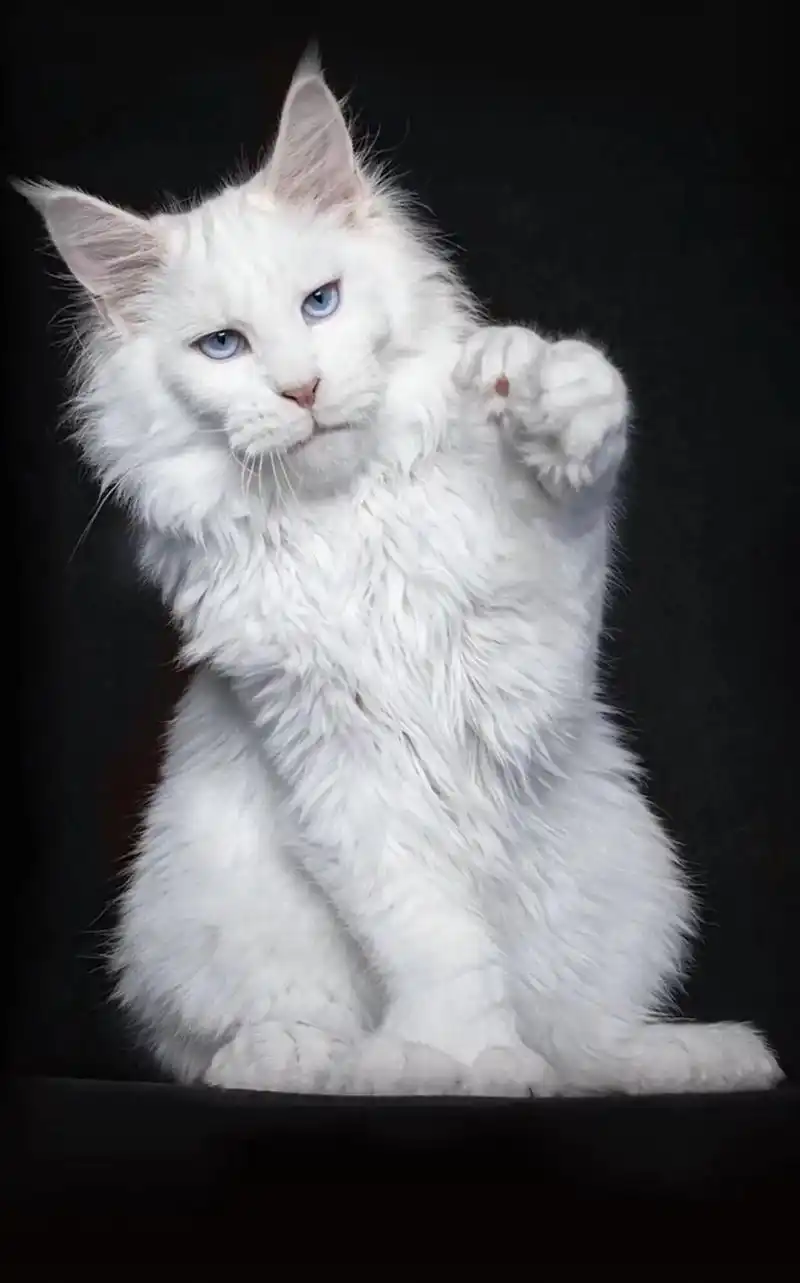 缅因猫 #送你一张壁纸 - 抖音