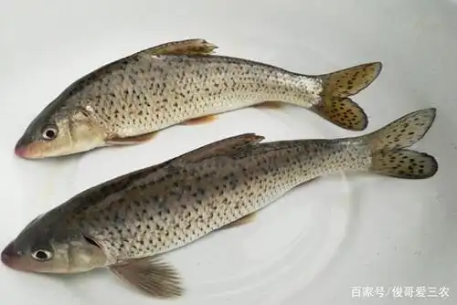 花骨鱼的养殖要注意什么,注意水体的颜色,适当施肥增加营养