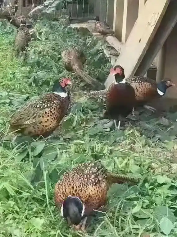 预订星期四早上交货二年老七彩山鸡母毛重2.5斤左右59元一只 - 抖音