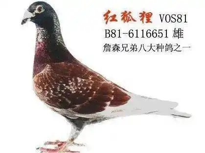 欣赏詹森顶级铭鸽之红狐狸子代