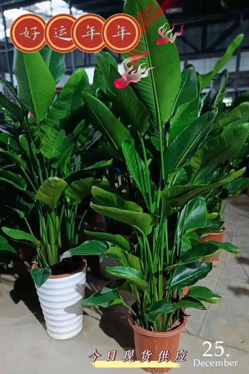 图文热搜词创作任务 天堂鸟的花语是无拘无束,自由,长久的思 - 抖音