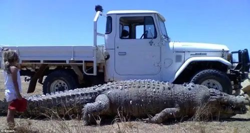 澳大利亚一社区现三条巨型鳄鱼有一辆卡车长