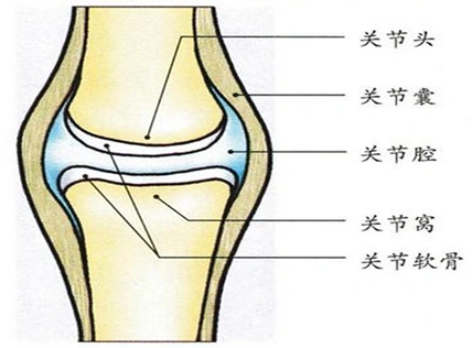 【解析】 【分析】 关节的结构
