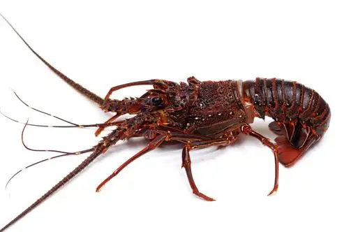 霸气大龙虾图片