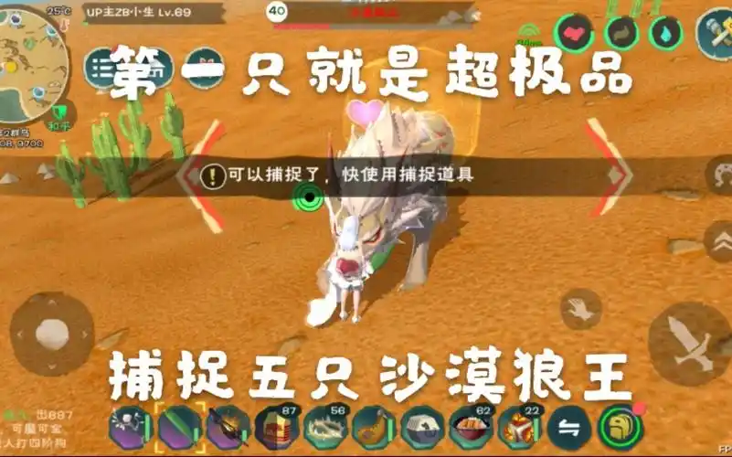 创造与魔法捕捉五只沙漠狼王第一只就是一个超极品的