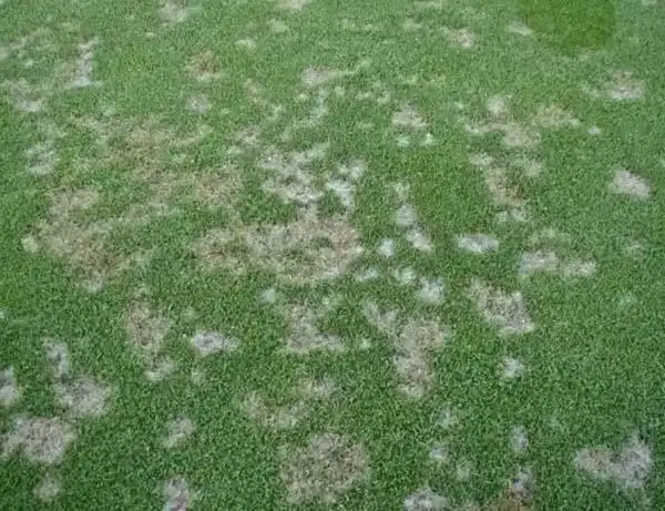 特效治疗药剂:枯斑醇,夏斑醇     币斑病为草坪茎叶部病害.