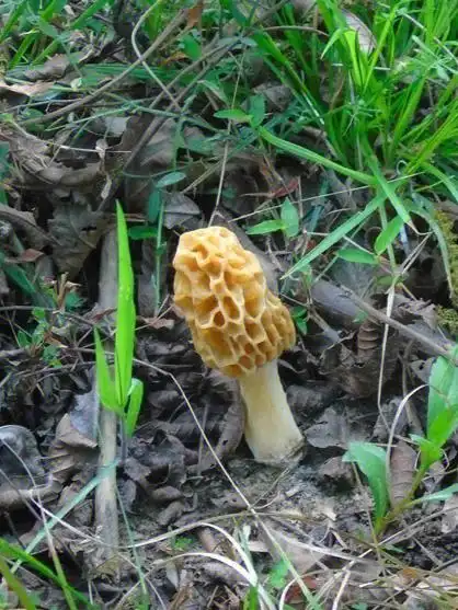 野生羊肚菌产自2000~3000米的高海拔地区,生长环境苛刻,产量稀少,十分