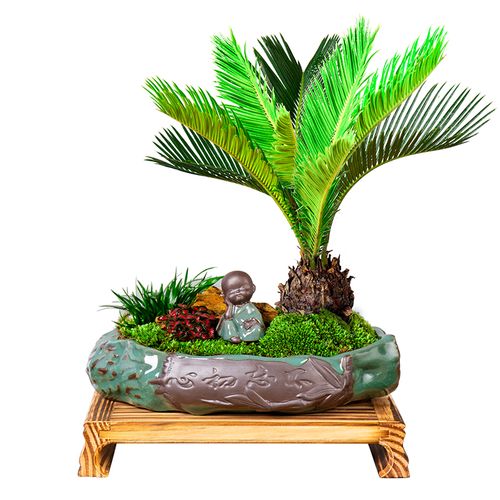 小铁树盆景好养植物室内花卉室外阳台开花树苗绿植迷你小型盆栽