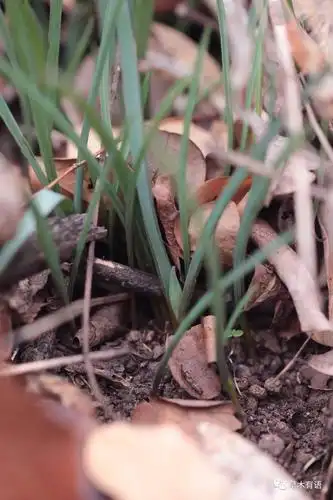 再一次寻访老鸦瓣_叶子