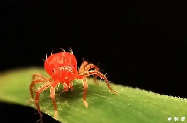 请问西瓜红蜘蛛如何防治