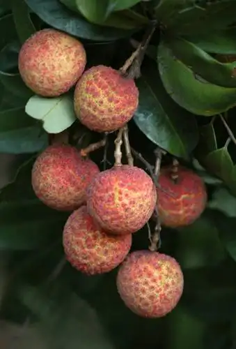 岭南佳果-荔枝 摄影:陈基贤