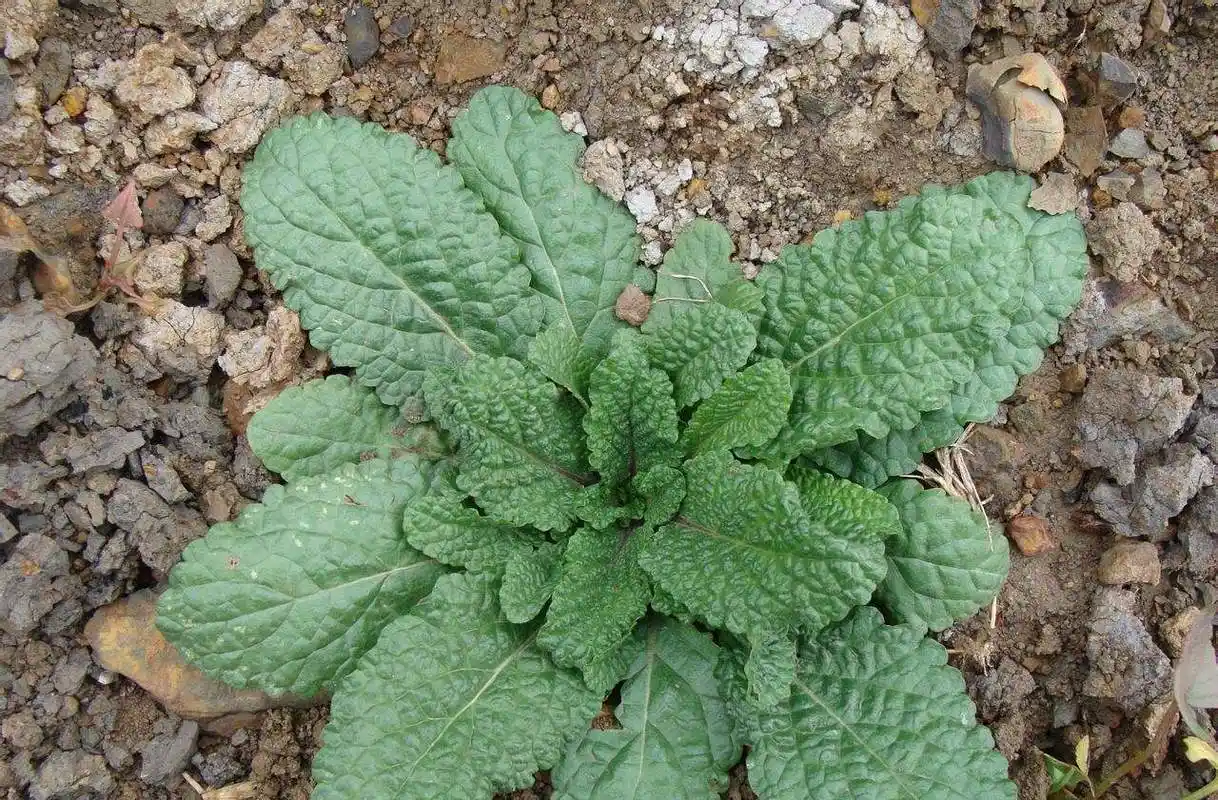 雪见草具止泻镇咳的功效,种植时,这3个繁殖技术"各有千秋"!