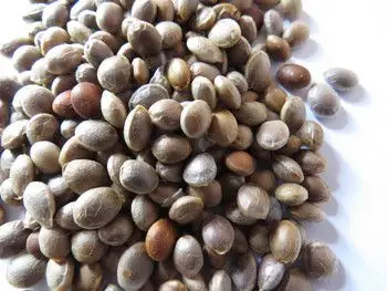 最新高端水果红参果 种子