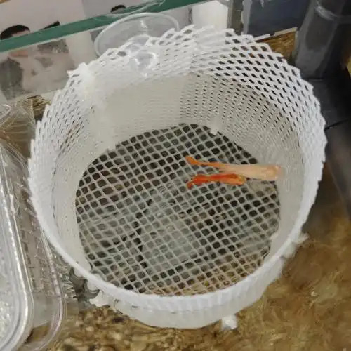 自制孔雀鱼繁殖盒