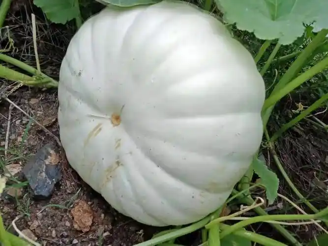 新鲜白南瓜吊瓜现摘包饺子角瓜笋瓜 不甜不糯大南瓜河北小菜 500