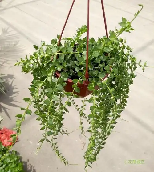 百万叶植物易养美观优雅植物垂吊观万心花卉精品绿植