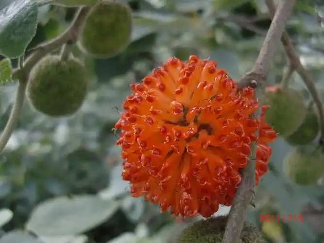 楮实(植物)楮(音处,上声)实,楮树(楮实子)果实,可入药.