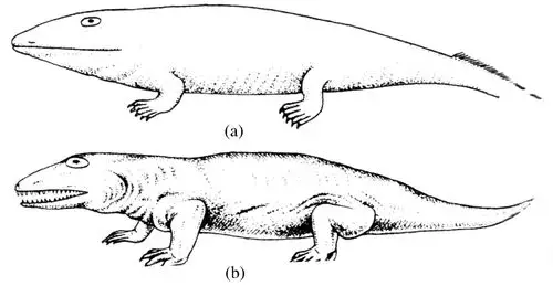 石炭纪-二叠纪古生代晚期,即石炭纪和二叠纪,是蕨类和两栖类笔⒌
