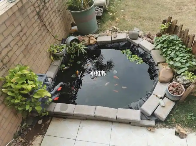 居家女神经自建鱼池过程