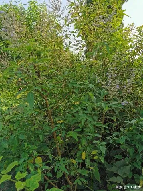 想起了曾经的"黄金棍下出好人"