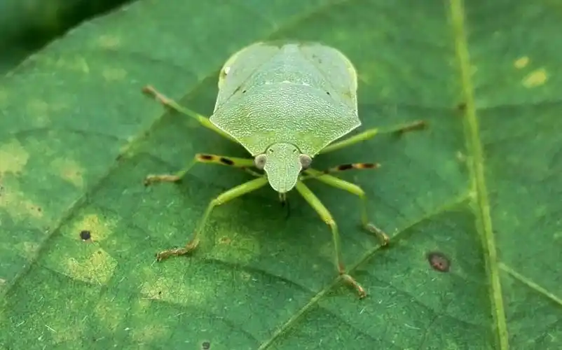 虫虫世界(椿象)