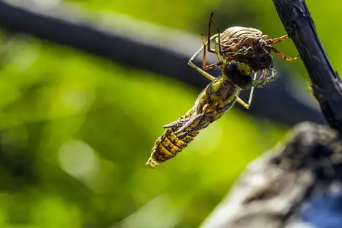 《蜻蜓脱变的整个过程》相修珍摄影,制作,文字.